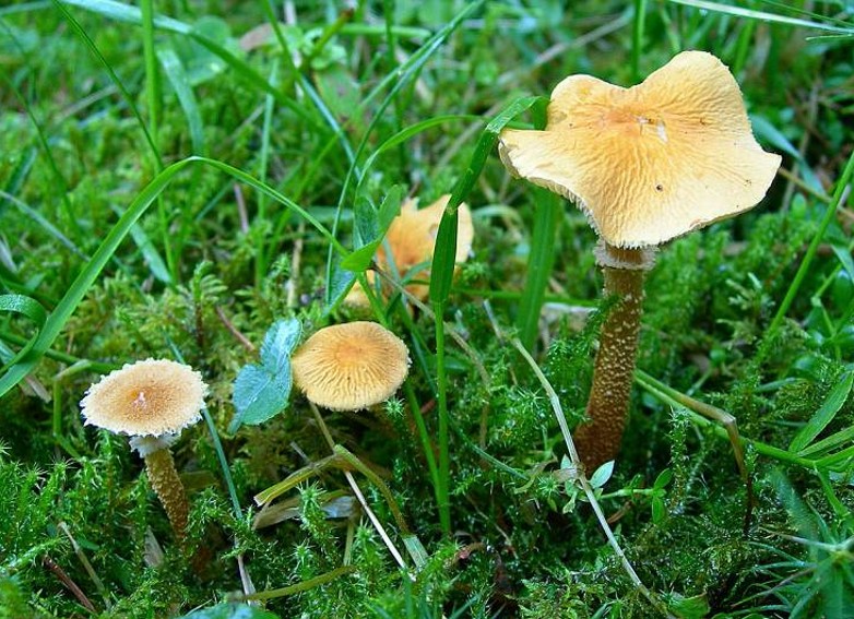 La foresta subalpina di Les breuleux  (CH)